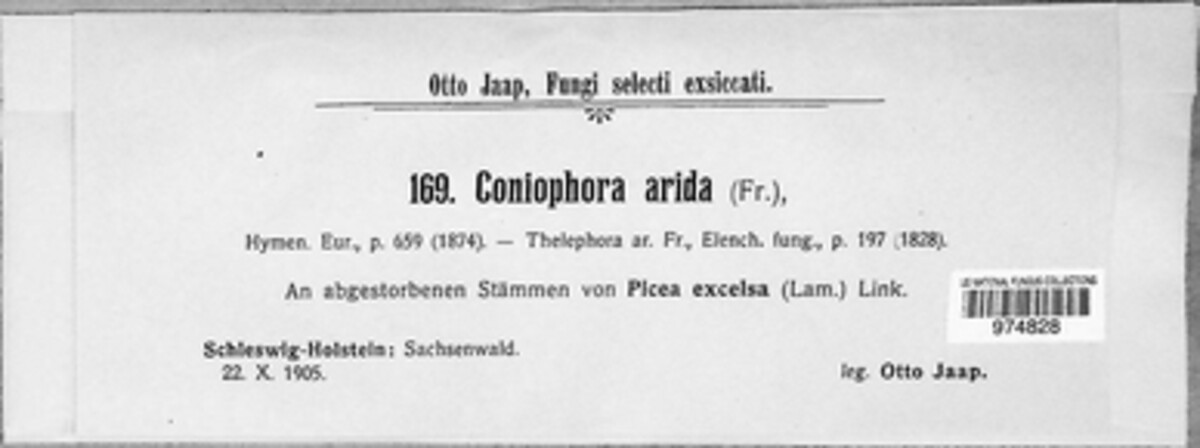 Coniophora arida image